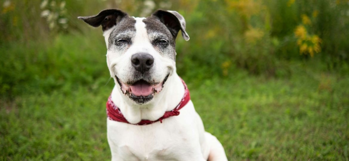 Caring for Geriatric Pets A Guide for Pet Owners