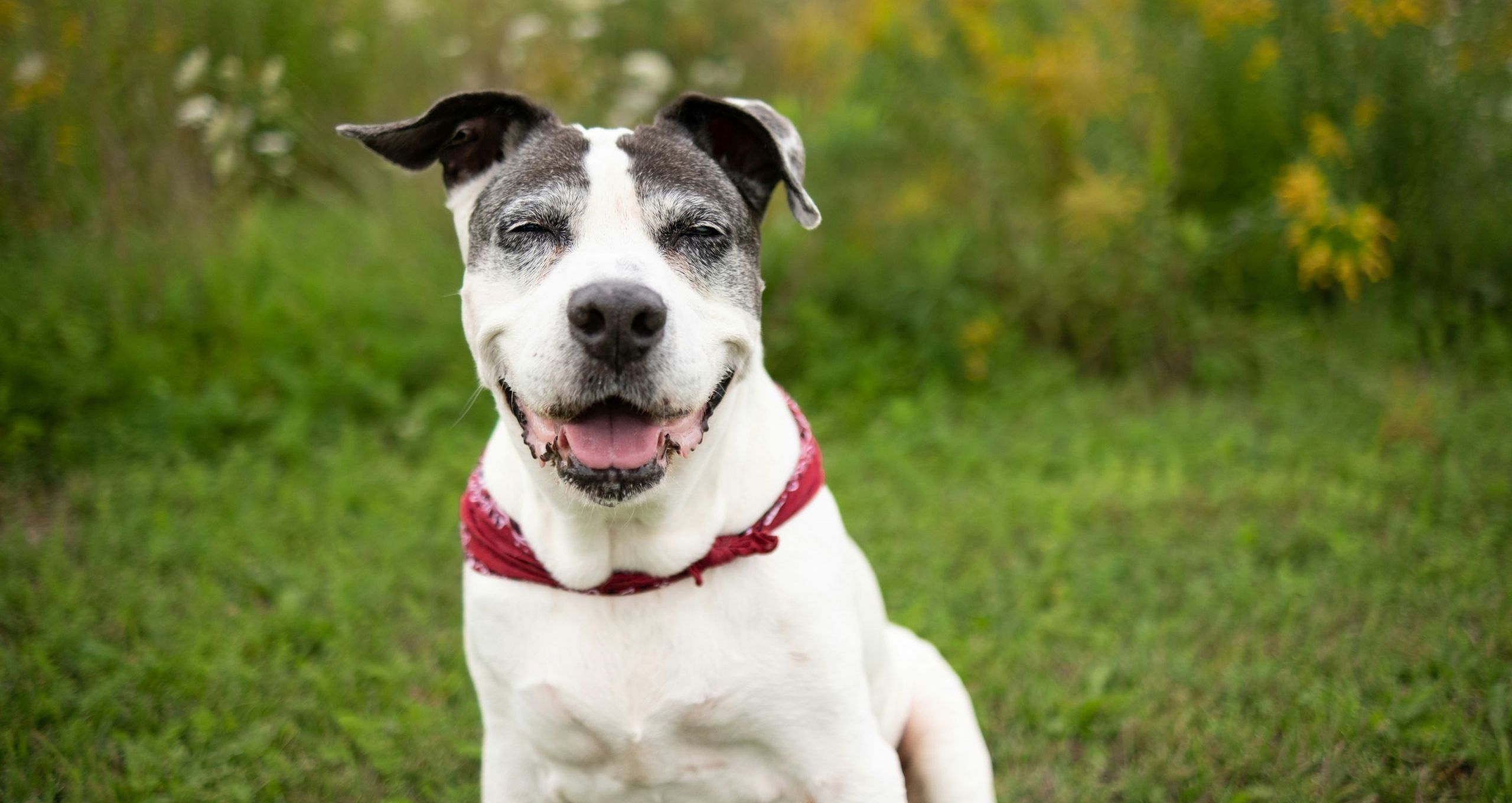 Caring for Geriatric Pets A Guide for Pet Owners