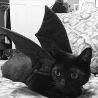 Bat Pet Costume