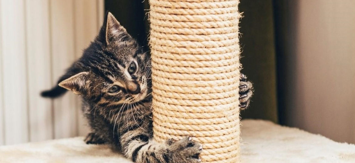 Cat Scratching Furniture?