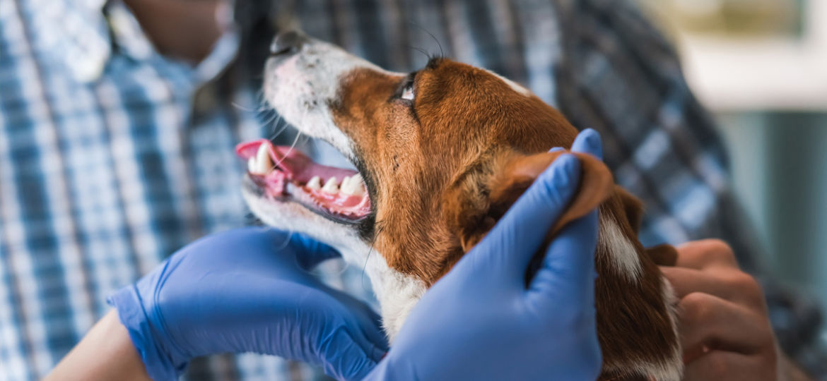 Coronavirus in Pet Dogs and Cats