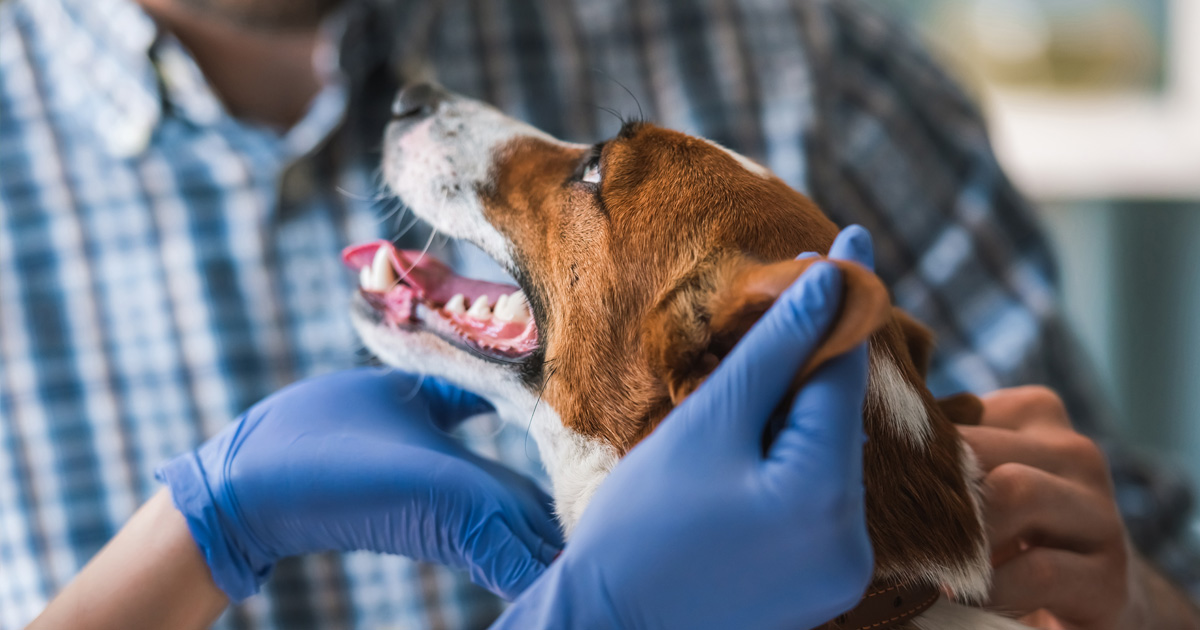 Coronavirus in Pet Dogs and Cats