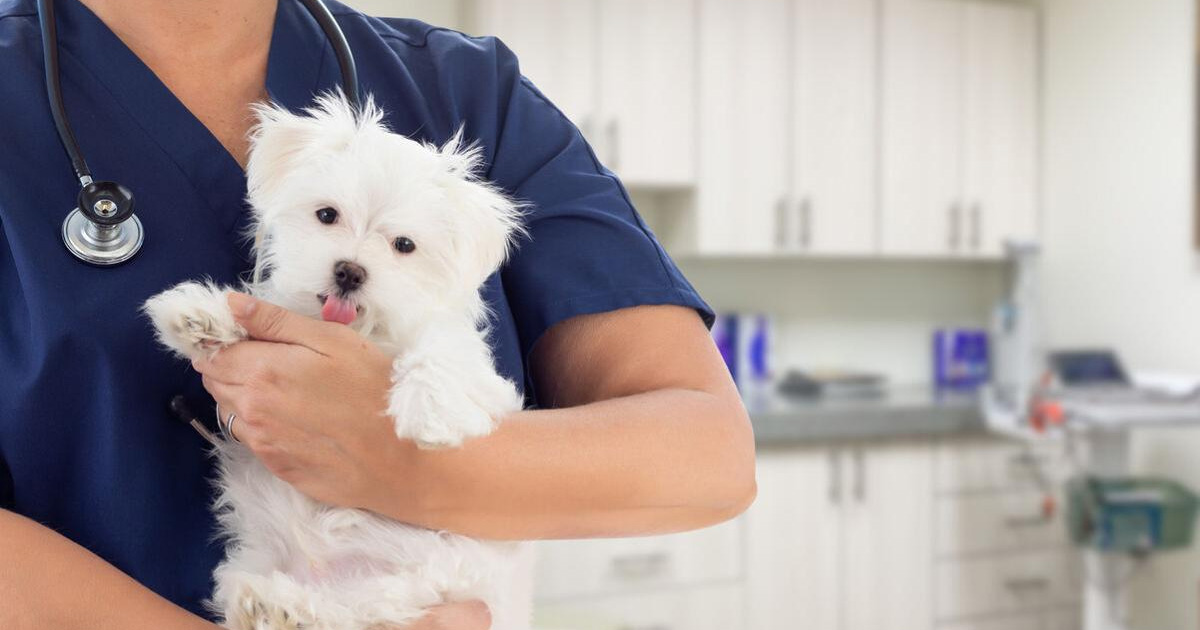 Curbside Vet Service in Charlotte NC Curbside Vet Service in Charlotte NC