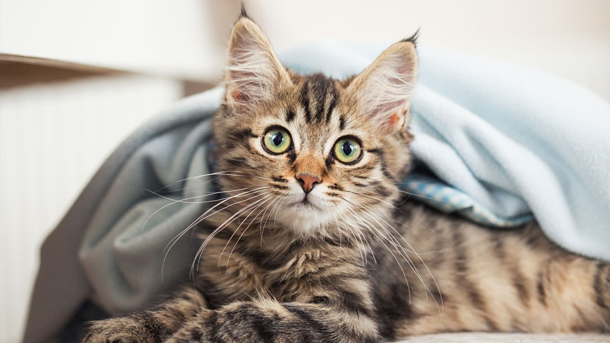 Cat Vaccinations Mixed Pet Veterinary Hospital