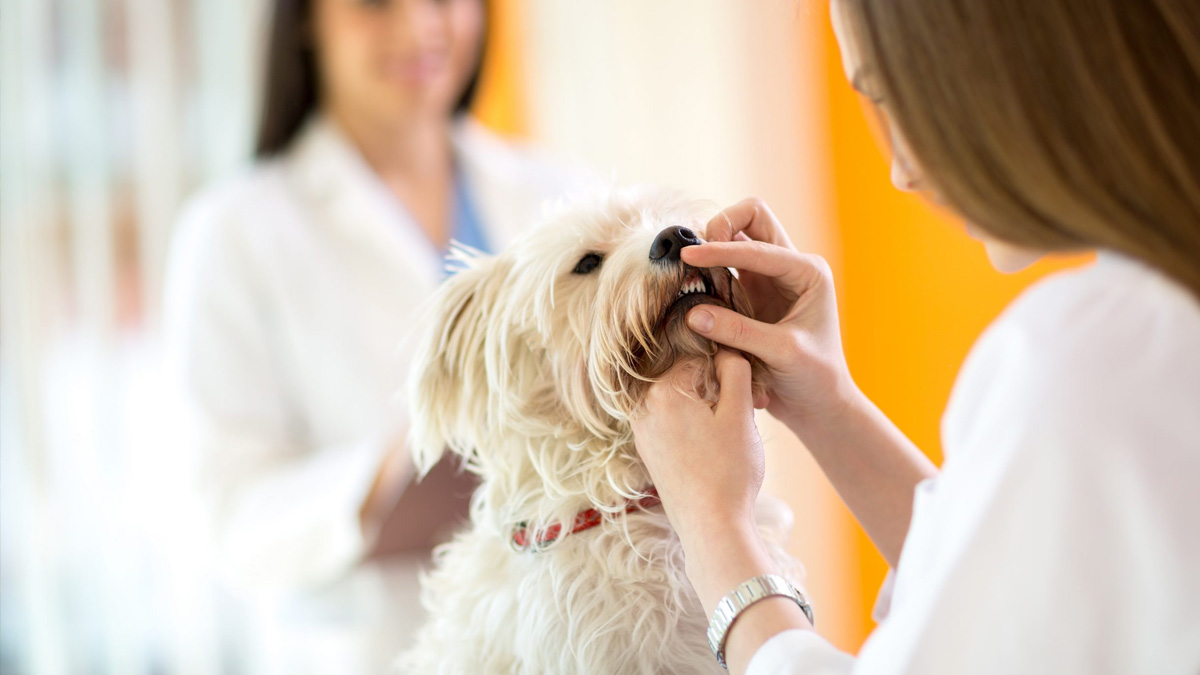 Dental Care for Dogs and Cats