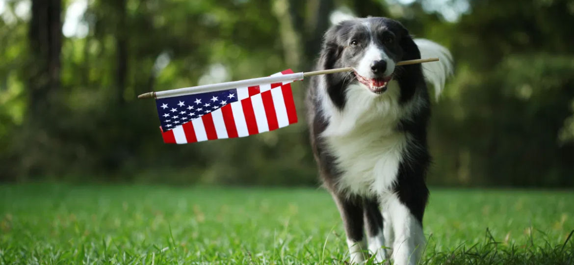 Keeping Your Dog Calm on the 4th of July