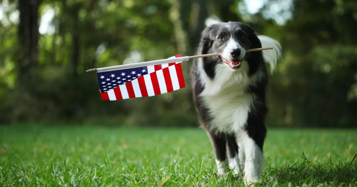 Keeping Your Dog Calm on the 4th of July