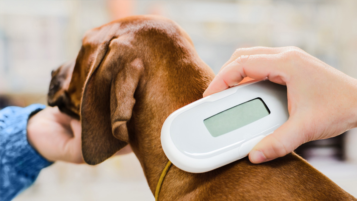 Microchips for Pets