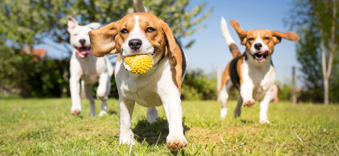 Dog Park Etiquette