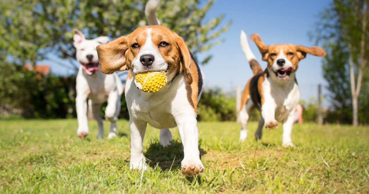 Dog Park Etiquette