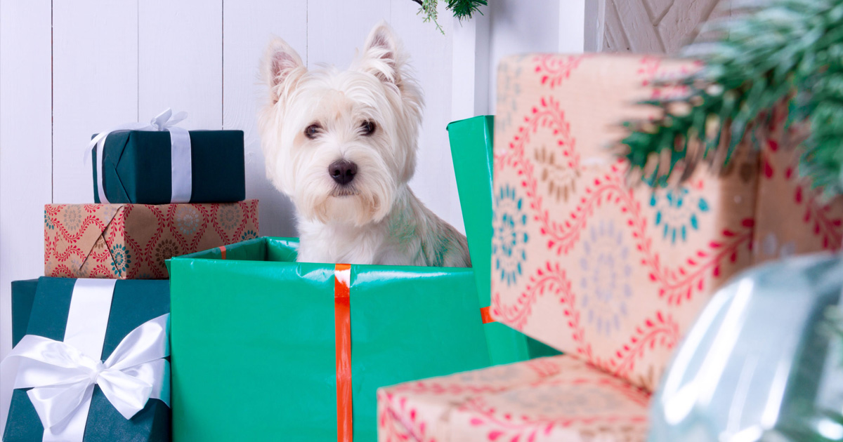 Giving a Puppy as a Gift: What you need to know about Christmas Puppies