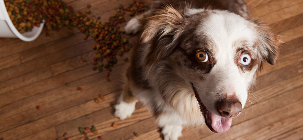 Grain-free Diet for Dogs