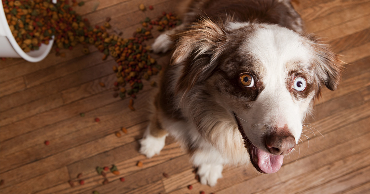 Grain-free Diet for Dogs