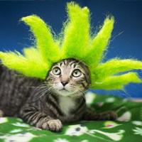 Green Wig Pet Costume