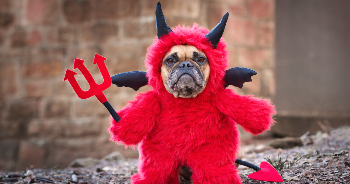 Pet Halloween costumes: vet advice for dogs and cats