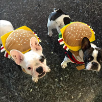 Hamburger Pet Costume