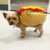 Hot Dog Pet Costume