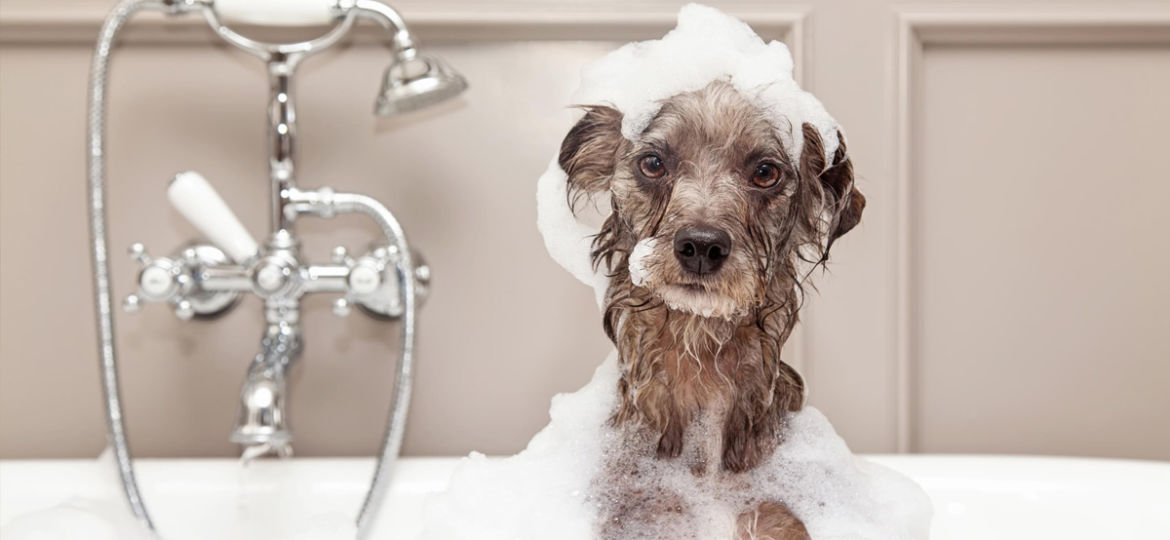 How to Bathe Your Dog