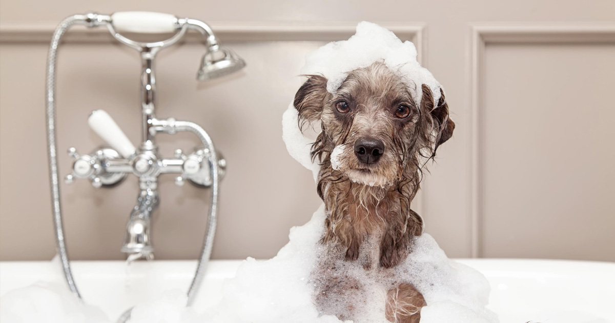 How to Bathe Your Dog