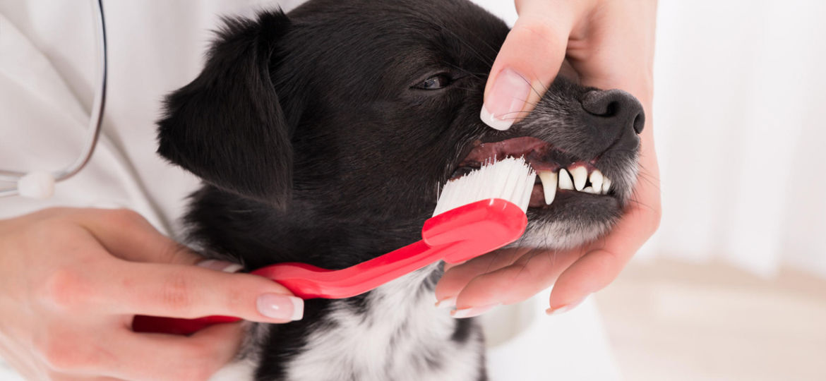 How to Brush Your Dog’s Teeth