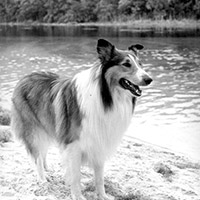 Lassie