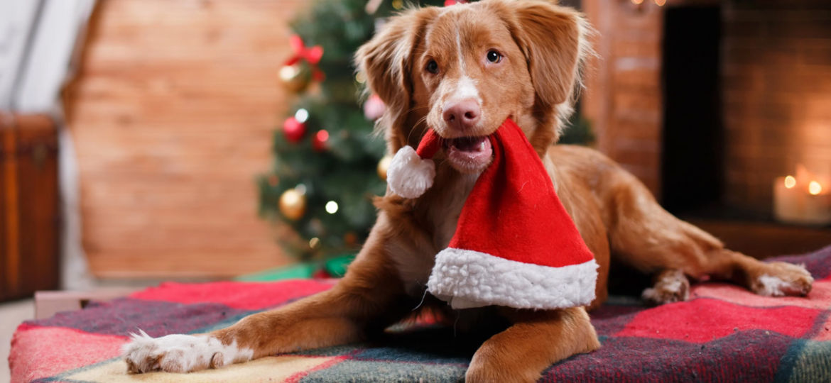 Last Minute Gifts for Pets