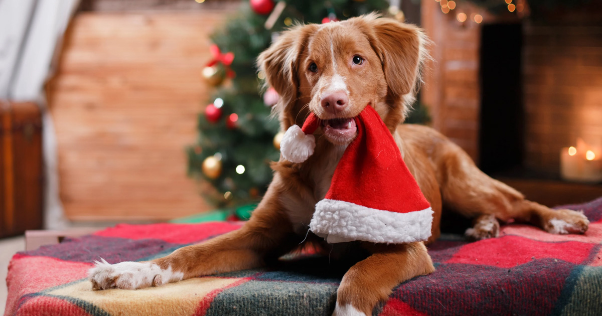 Last Minute Gifts for Pets