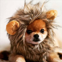 Lion Pet Costume