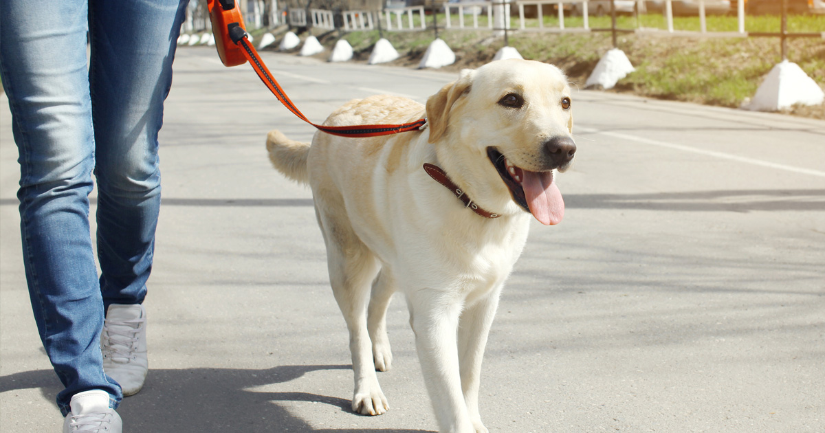 Mastering the Perfect Dog Walk