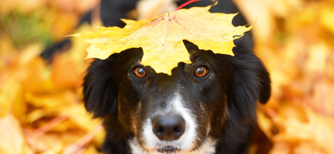 Autumn Safety Tips for Pets