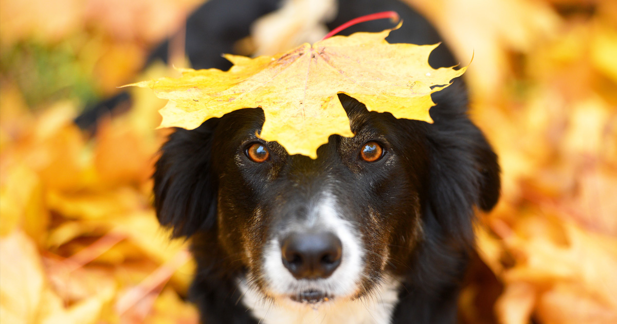 Autumn Safety Tips for Pets