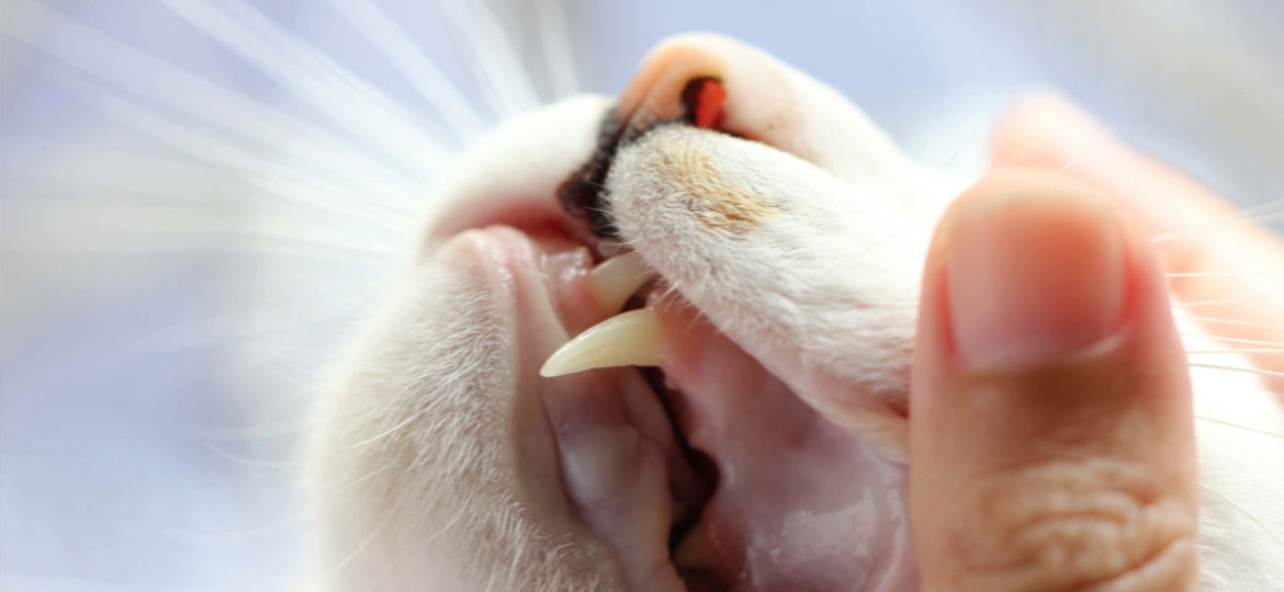 Dental Health is Important to Your Pet