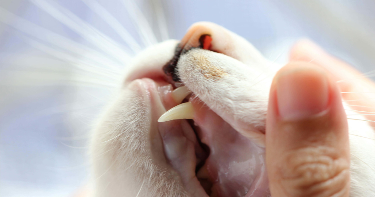 Dental Health is Important to Your Pet