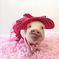 Pig Pet Costume