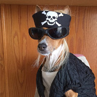 Pirate Pet Costume