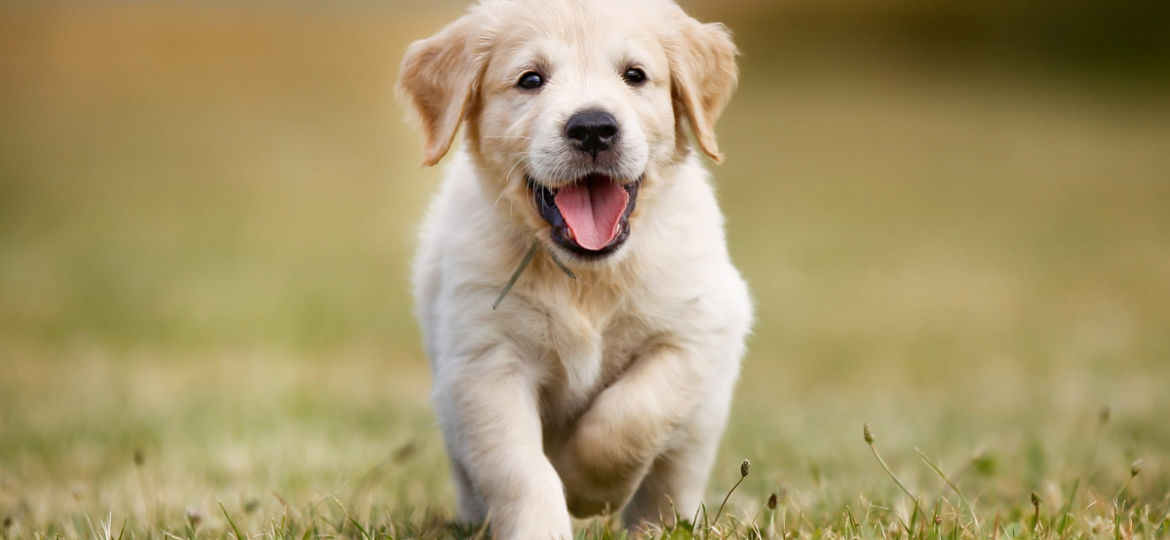 Preparing Your Home for a New Puppy