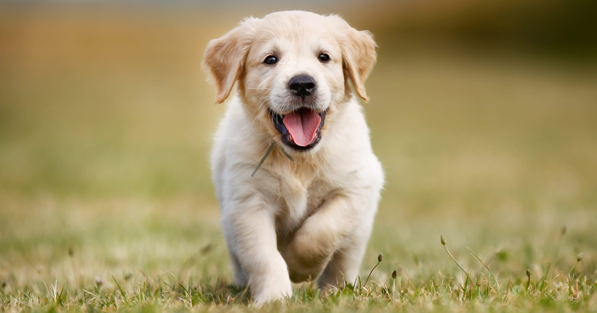 Preparing Your Home for a New Puppy