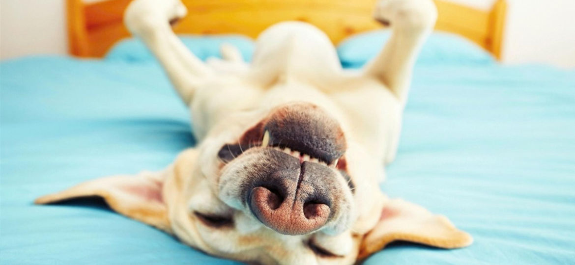 Protecting Your Pet From Heartworm Disease