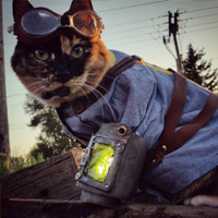 Steampunk Pet Costume