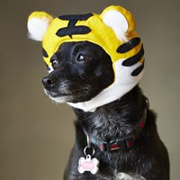 Tiger Pet Costume