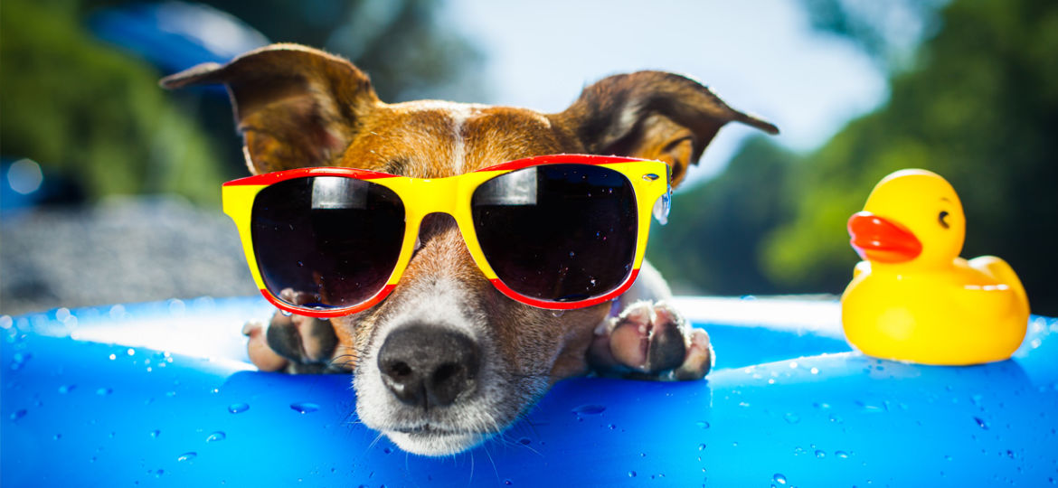 6 Tips to Help Your Pet Beat the Heat