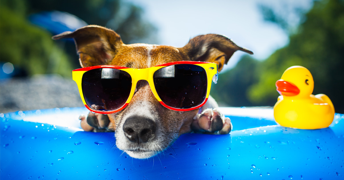 6 Tips to Help Your Pet Beat the Heat