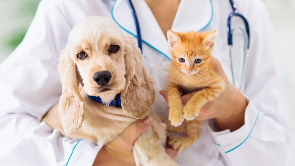 Veterinary Insurance
