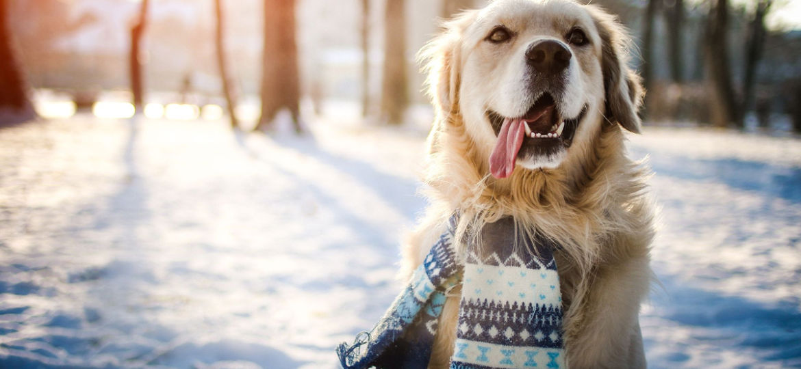 Winter Safety Tips for Pets