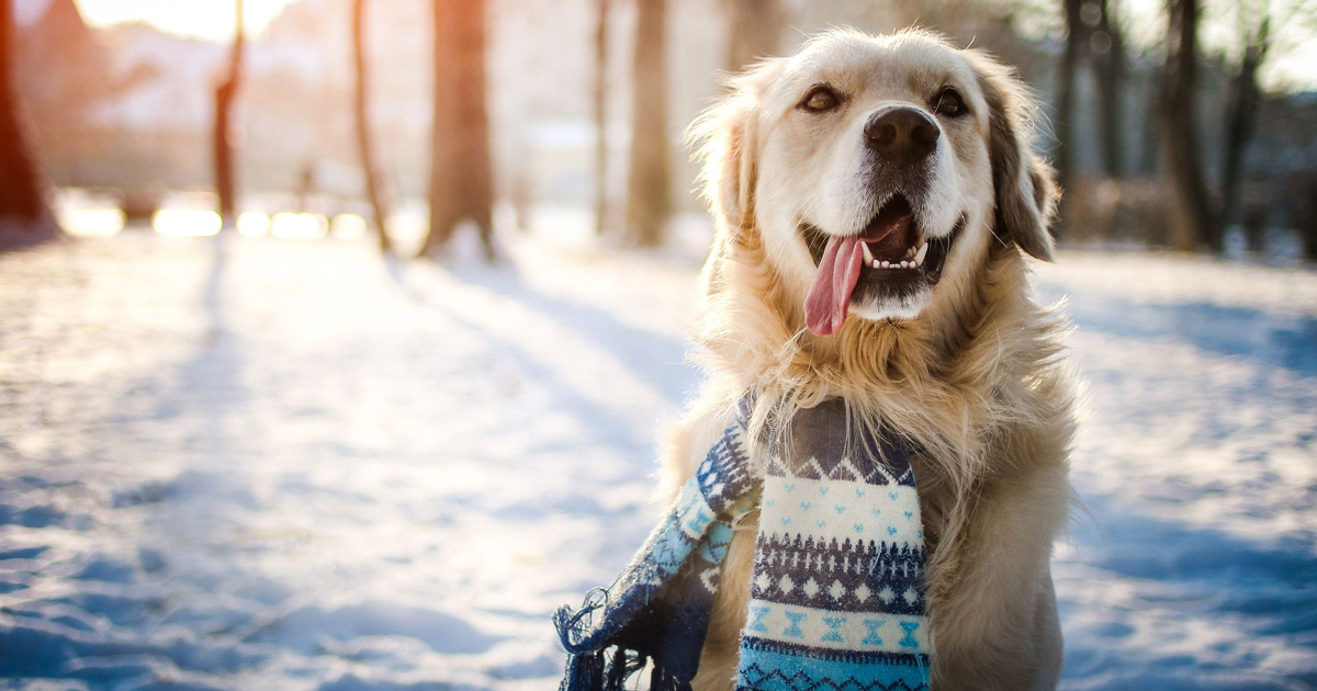 Winter Safety Tips for Pets