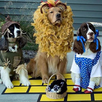 Wizard of Oz Pet Costume